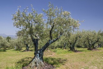 Olive tree plantation, Vaison-la-Romaine, Provence, France
