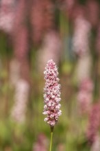 Snail knotweed (Bistorta affinis), Emsland, Lower Saxony, Germany
