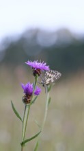 Checkerspot butterfly (Melanargia galathea) in a meadow knapweed (Centaurea jacea), underside of
