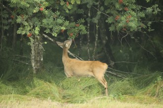 Roe deer (Capreolus capreolus) doe nibbling leaves and red berries of rowan (Sorbus aucuparia)