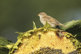 House sparrow (Passer domesticus) fledgling eating ripe seeds on a sunflower (Helianthus annuus)