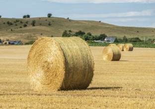 Round straw bales in a field in Hammar, Ystad Municipality, Skåne County, Sweden, Scandinavia