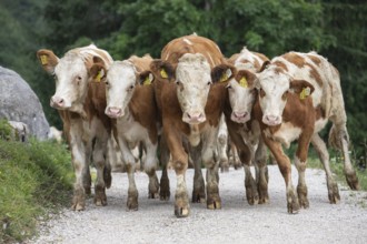 Curious herd of cows on the alpine pasture. Cow march on the hiking trail in the Alps