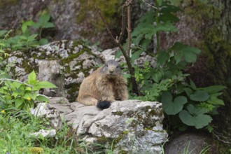 Adult marmot on the alpine meadow in front of the burrow on the Königsbachalm near Berchtesgaden