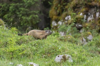 Young marmot on the alpine meadow in front of the burrow on the Königsbachalm near Berchtesgaden