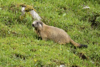 Young marmot feeding on the alpine meadow in front of the burrow on the Königsbachalm near