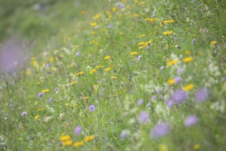 Blooming herb meadow on the alpine pasture in the Bavarian Alps