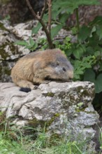 Adult marmot on the rock at the Königsbachalm near Berchtesgaden