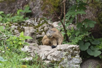 Adult marmot scratches itself on the Königsbachalm near Berchtesgaden