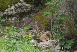 Young and adult marmot on the alpine meadow in front of the burrow on the Königsbachalm near