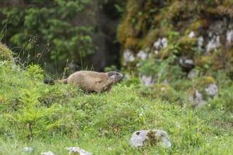 Young marmot runs on the alpine meadow in front of the burrow on the Königsbachalm near