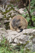 Adult marmot cleaning on the Königsbachalm near Berchtesgaden