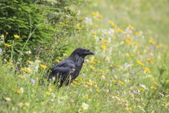 Raven on a flowering alpine meadow in the Alps