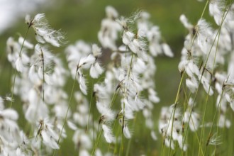 Cottongrass on an alpine meadow