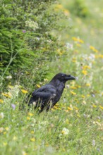 Raven on a flowering alpine meadow in the Alps