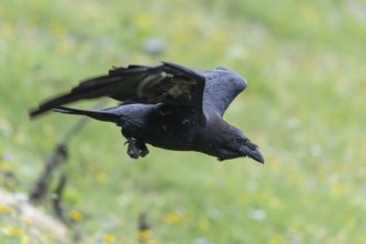 Raven in flight in the Alps