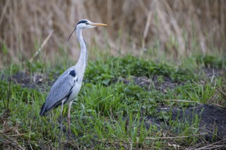 Grey heron (Ardea cinerea) Germany