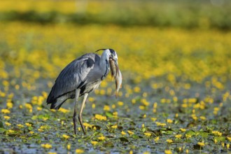 Grey heron (Ardea cinerea) amidst flowering sea pots (Nymphoides peltata) Hungary