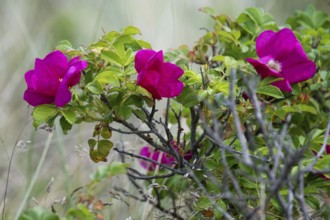 Dog rose (Rosa canina), Ringkøbing Fjord, Denmark