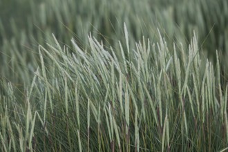 Beach grass, near Hvide Sande, North Sea, Denmark