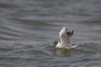 Black-headed gull (Chroicocephalus ridibundus) in summer plumage, with a small fish in its beak,