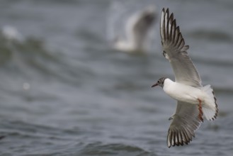 Black-headed gull (Chroicocephalus ridibundus) in summer plumage, looking for small fish, near
