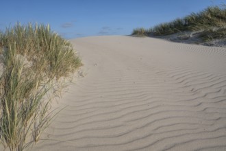 Dunes with beach grass, dune landscape, blue sky, Hvide Sande, North Sea, Denmark