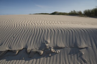 Dunes, wave pattern in the sand, beach grass, blue sky, Hvide Sande, North Sea, Denmark