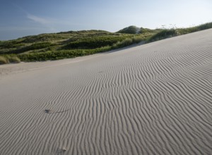 Sandy dune landscape, beach grass, blue sky, Hvide Sande, North Sea, Denmark