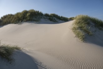 Gently rolling dunes with beach grass, blue sky, Hvide Sande, North Sea, Denmark