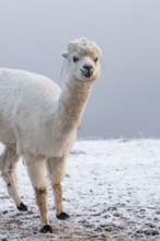A white alpaca (Vicugna pacos) stands in dense fog on a frozen meadow in hilly terrain. Captive,