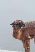 A brown alpaca (Vicugna pacos) stands in dense fog on a frozen meadow in hilly terrain. Captive,