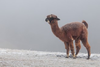 A brown alpaca (Vicugna pacos) stands in dense fog on a frozen meadow in hilly terrain. Captive,