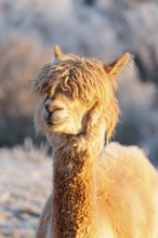 A white alpaca (Vicugna pacos) stands in the early morning light on a frozen meadow in hilly