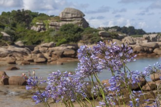 Jewelled lilies on the Cote de Granit Rose, Brittany, France