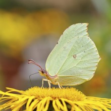 Lemon butterfly (Gonepteryx rhamny) on a yellow flower of a Great Telekie (Telekia speciosa),