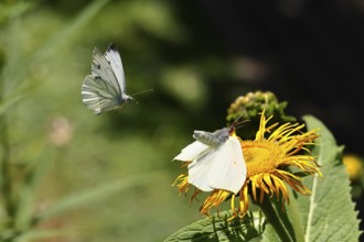 Lemon butterfly (Gonepteryx rhamny) landing on a yellow flower of a Great Telekie (Telekia