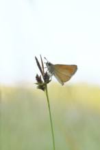 Large skipper (Ochlodes sylvanus, Augiades sylvanus), resting in the evening on a blade of grass in