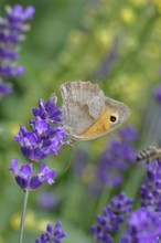 Meadow Brown (Maniola jurtina), on a lavender flower (Lavandula angustifolia), collecting nectar