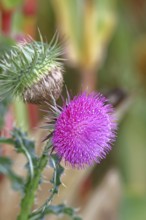 Flower head of the Musk Thistle (Carduus nutans, also known as nodding thistle), by the wayside,