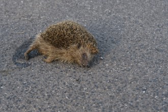 Roadkill... European hedgehog (Erinaceus europaeus), run over hedgehog lying dead on the road, run