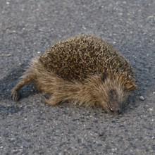 Death on the road... Hedgehog (Erinaceus europaeus), road traffic victim, hedgehog hit by a car,