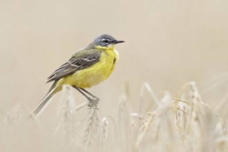 In (almost) ripe grain... Yellow wagtail (Motacilla flava) or simply yellow wagtail, male in