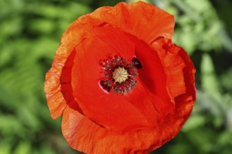 Red poppy (Papaver rhoeas), red flower in a natural garden, Wilnsdorf, North Rhine-Westphalia,