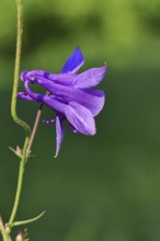 Columbine (Aquilegia vulgaris), blue flower in the garden, Wilnsdorf, North Rhine-Westphalia,