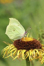 Lemon butterfly (Gonepteryx rhamny) on a yellow flower of a Great Telekie (Telekia speciosa),