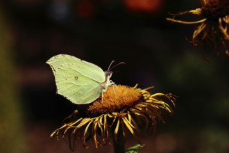 Lemon butterfly (Gonepteryx rhamny) on a yellow flower of a Great Telekie (Telekia speciosa), dark