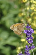 Meadow Brown (Maniola jurtina), on a lavender flower (Lavandula angustifolia), collecting nectar