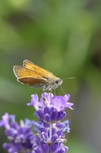 Large skipper (Ochlodes venatus), collecting nectar from a flower of Common lavender (Lavandula