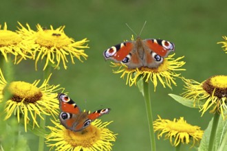Peacock butterfly (Aglais io), two butterflies on yellow flowers of a Great Telekie (Telekia